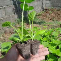 نهال کدو خورشتی خارجی