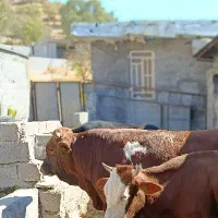 گوساله نر سیمینتال چاق