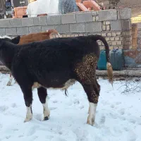 گاو( گوساله)|حیوانات مزرعه|زاغه, |دیوار