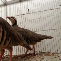 بلدرچین فروشی