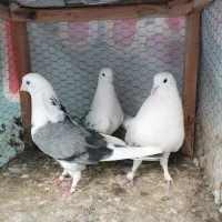 کبوتر تهرونی