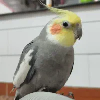 ی جفت عروس هلندی تخم گذار قیمت توافقی