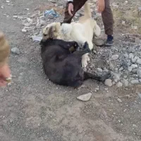 سگ گله و نگهبان|سگ|تربت‌حیدریه, پایانه مسافربری تربت حیدریه|دیوار