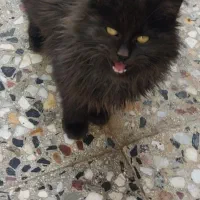 گربه ی پشمالو