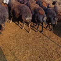 میش های اصیل