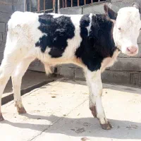 گوساله نر سیمینتال اصیل