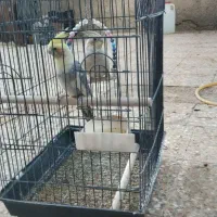 طوطی عروس هلندی|پرنده|ایرانشهر, |دیوار