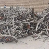 خرید چوب پسته