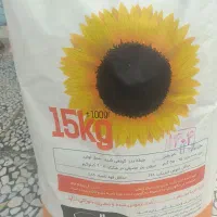 آفتابگردان بذر روغنی پلمپ شمس