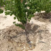 فروش باغ|فروش زمین و ملک کلنگی|اصفهان, دستگرده|دیوار