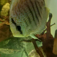 دیسکس|ماهی|اردبیل, |دیوار