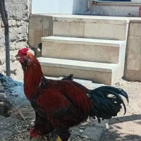 حیوانات مزرعه