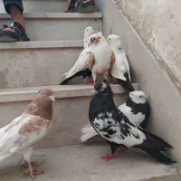 کبوتر پرنده|پرنده|اهواز, پردیس|دیوار