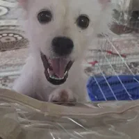 واگذاری پامر اشپیتز