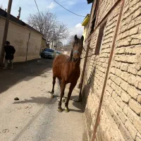 مادیون|اسب و تجهیزات اسب‌سواری|تهران, تهرانپارس غربی|دیوار