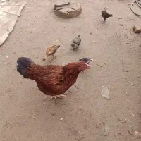 یک مرغ با جوجه هاش