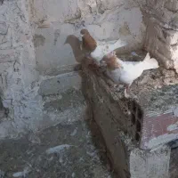 طوقی