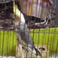 عروس هلندی|پرنده|کاشان, فین بزرگ|دیوار