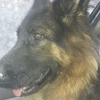 زرمن شیپرد شولاین ماده..دوسال سن دارد .