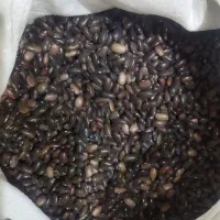 بذر لوبیا سبز