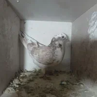 کبوتر نر|پرنده|شاهرود, |دیوار