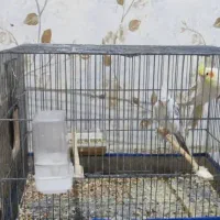 فروش یک جفت طوطی عروس هلندی تخم گذار|پرنده|شوشتر, |دیوار