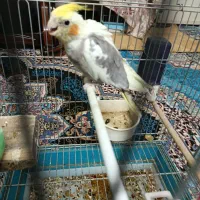 عروس هلندی|پرنده|یزد, |دیوار