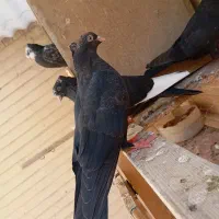 کبوتر درجه یک بازی دار|پرنده|شاهین‌شهر, حافظ شمالی|دیوار