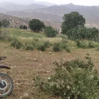 کارگر شیر تیغ