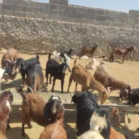 فروش 70 عددبز داشتی|حیوانات مزرعه|کازرون, |دیوار