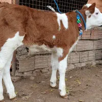 گوساله سیمینتال نر قرمز شرابی آخر جنس کپل کلفت گاو