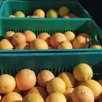 پرتقال تامسون فله