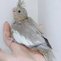 جوجه عروس سرلاکی|پرنده|فردیس, منظریه|دیوار