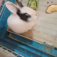 بچه خرگوش مینیاتوری