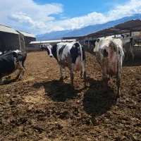 نیازمند کارگر ماهر و نیمه ماهر در گاوداری شیری