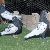 کبوتر سینه سیاه