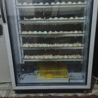 دستگاه جوجه کشی تمام اتو ماتیک|لوازم جانبی حیوانات|سروستان, |دیوار