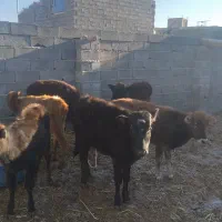 گوساله۶راس