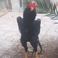 مرغ وخروس اوشامو