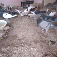 پرنده، کفتر همه مدل و رنگ،|پرنده|شیروان (خراسان), |دیوار