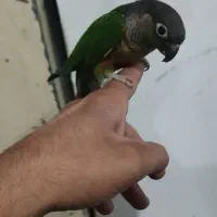 گرینچیک قناری ملنگو مرغ عشق|پرنده|قرچک, باقرآباد|دیوار