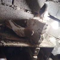 کفتر رنگی|پرنده|جغتای, |دیوار