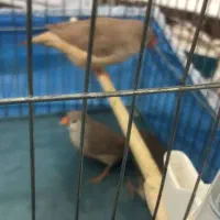 جوجه ۳ماهه فنچ کینگ|پرنده|پاکدشت, پاکدشت (مامازند)|دیوار