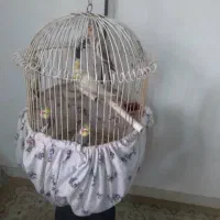 عروس هلندی|پرنده|فومن, |دیوار