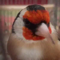 سهره قناری سهره نر|پرنده|مرودشت, سهل‌آباد|دیوار