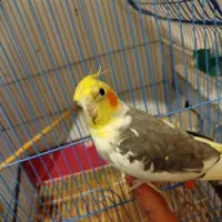 عروس هلندی نر|پرنده|سراب, |دیوار