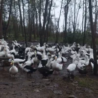 اردک|حیوانات مزرعه|کیاشهر, |دیوار