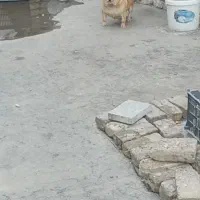 سگ پاکوتاه دورگ