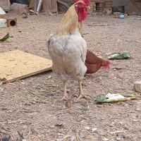 خروس