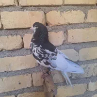 کفتر شهری|پرنده|شیراز, شهرک سراج‎|دیوار